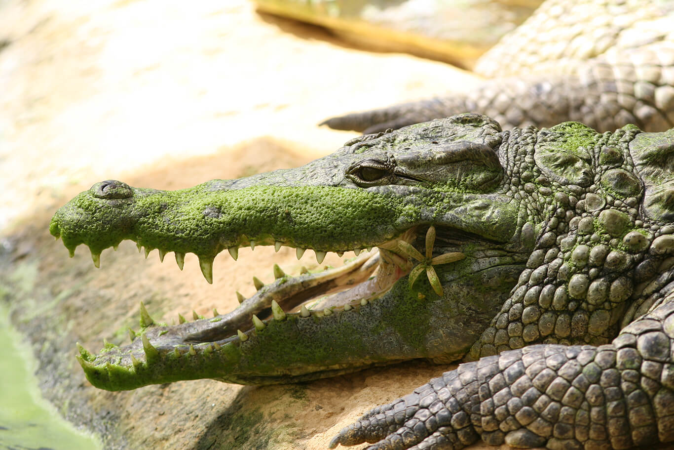 Ferme aux Crocodiles