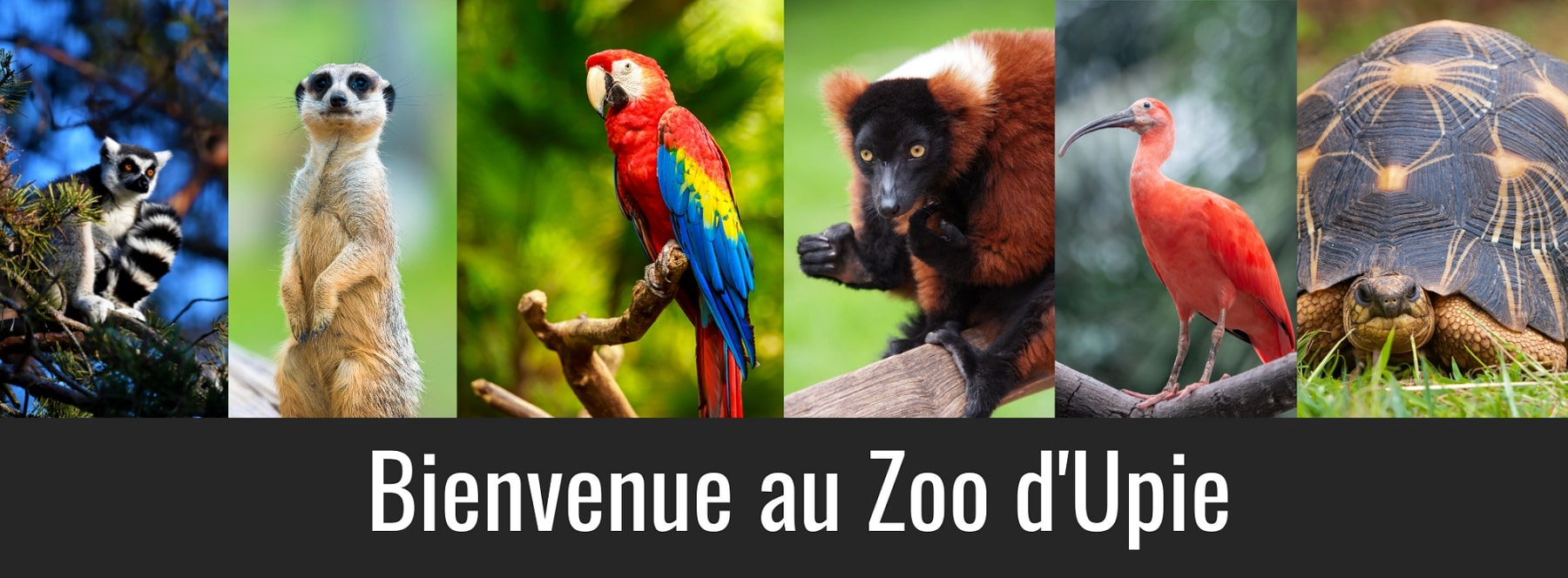 Le zoo d'upie